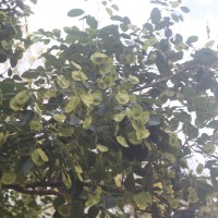 Pterocarpus santalinus L.f.